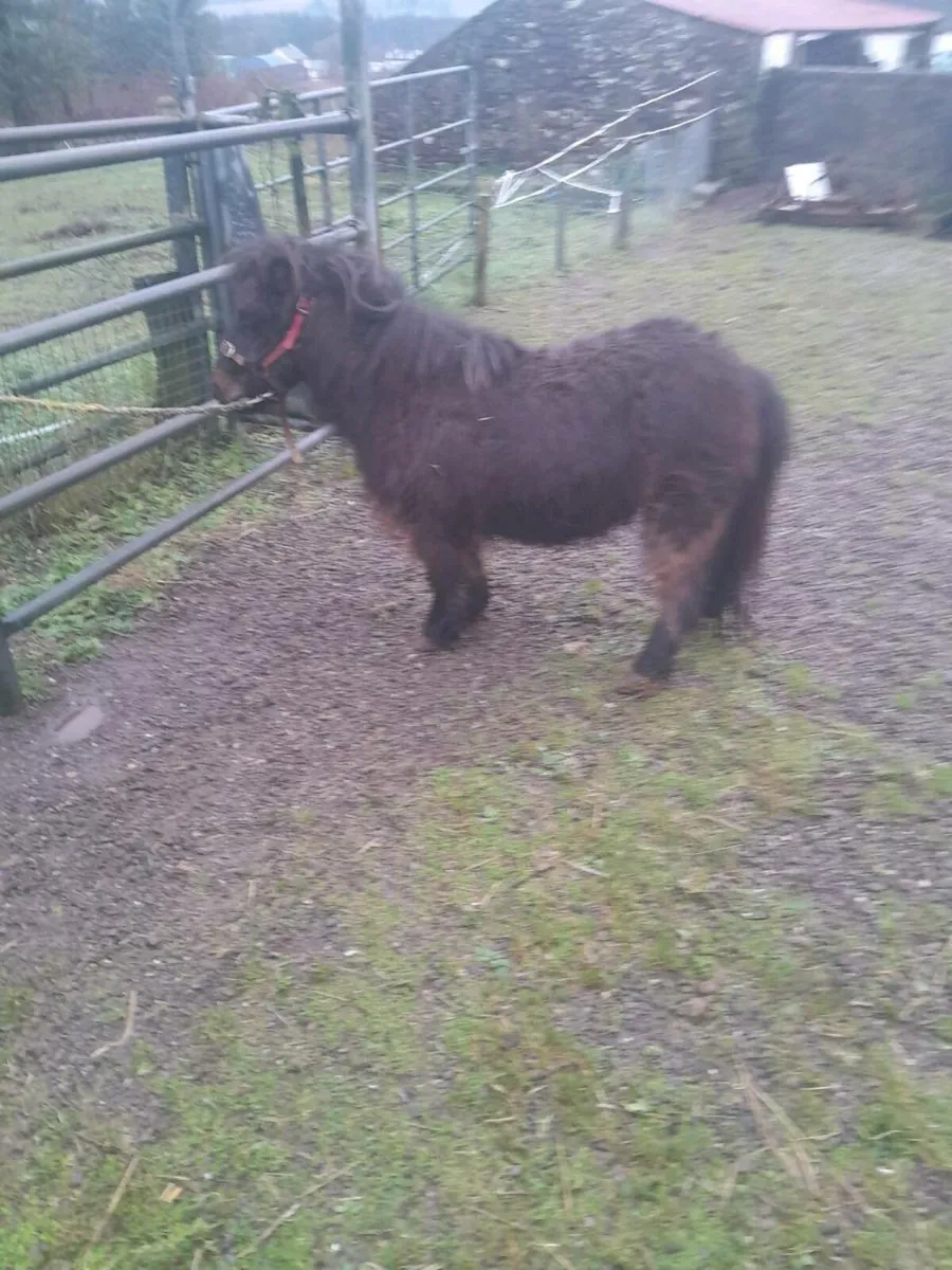 Miniatures - Image 3