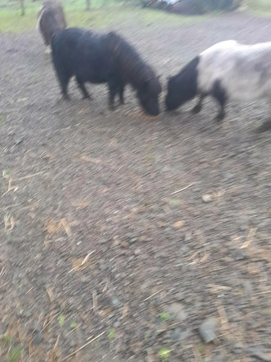 Miniatures - Image 4