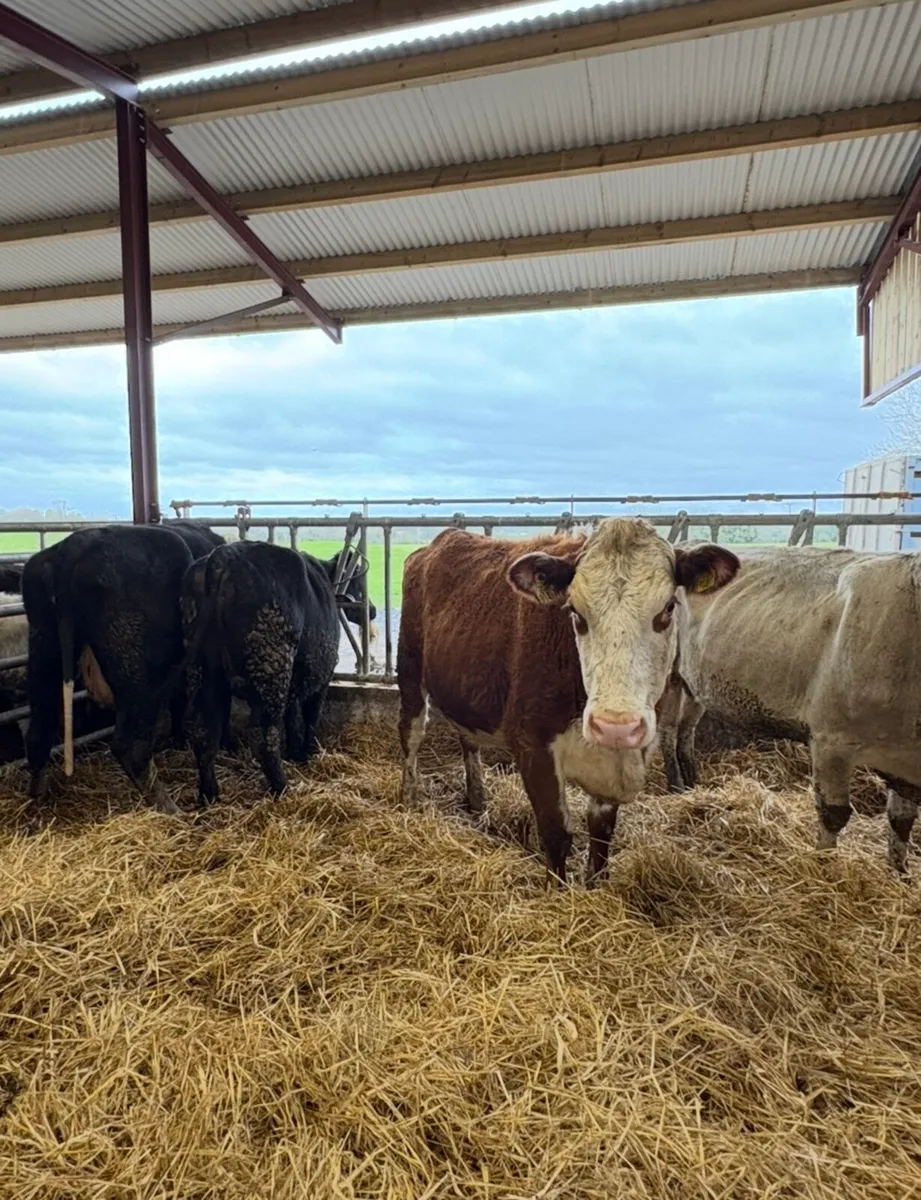 4 super springers for sale 🔥 - Image 1