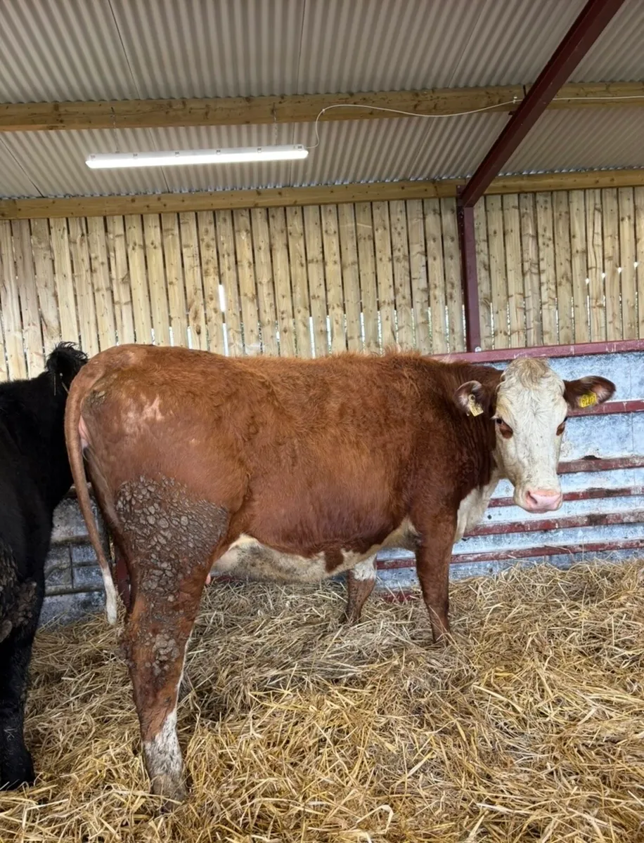 4 super springers for sale 🔥 - Image 2