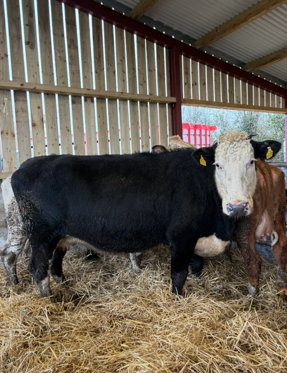 4 super springers for sale 🔥 - Image 3