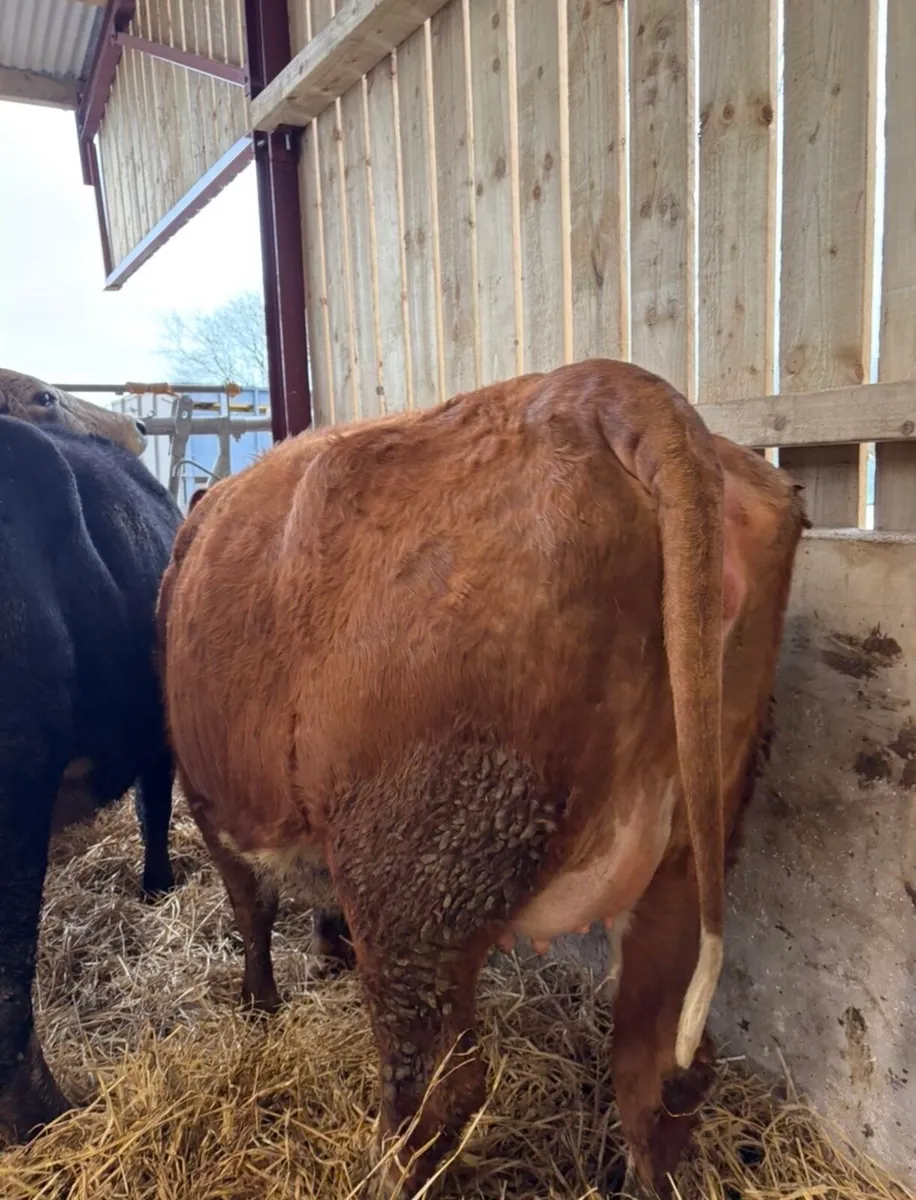 4 super springers for sale 🔥 - Image 4