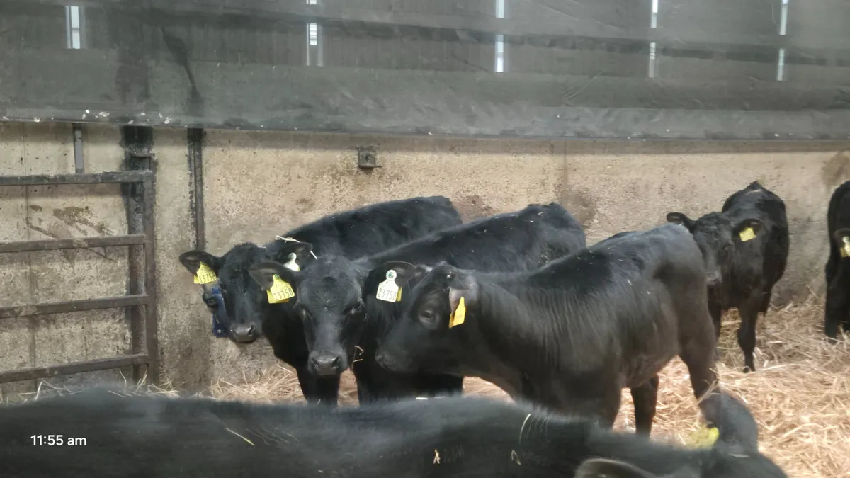 20 Super Aberdeen Angus Heifer calves for sale - Image 4