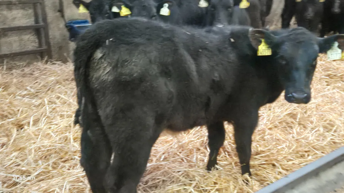 20 Super Aberdeen Angus Heifer calves for sale - Image 3
