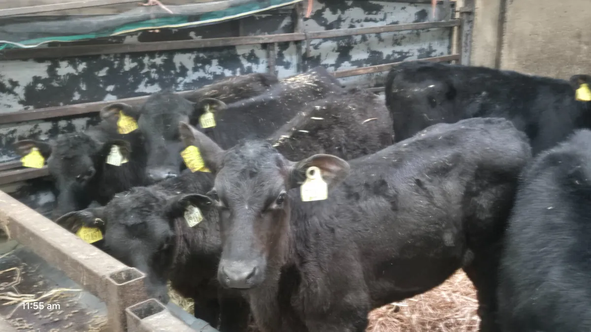 20 Super Aberdeen Angus Heifer calves for sale - Image 1