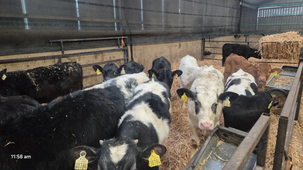 16 Quality Autumn born Runners for sale - Image 1