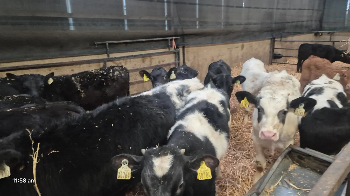 16 Quality Autumn born Runners for sale - Image 4