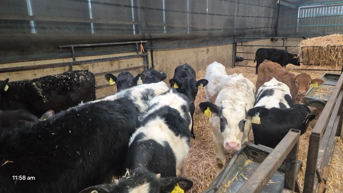 16 Quality Autumn born Runners for sale - Image 3