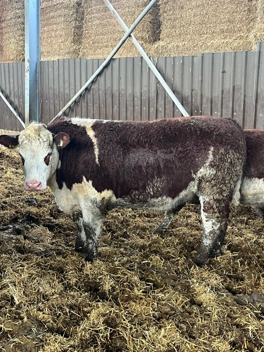 Kilcullen mart TB Restricted sale 52 cattle - Image 2