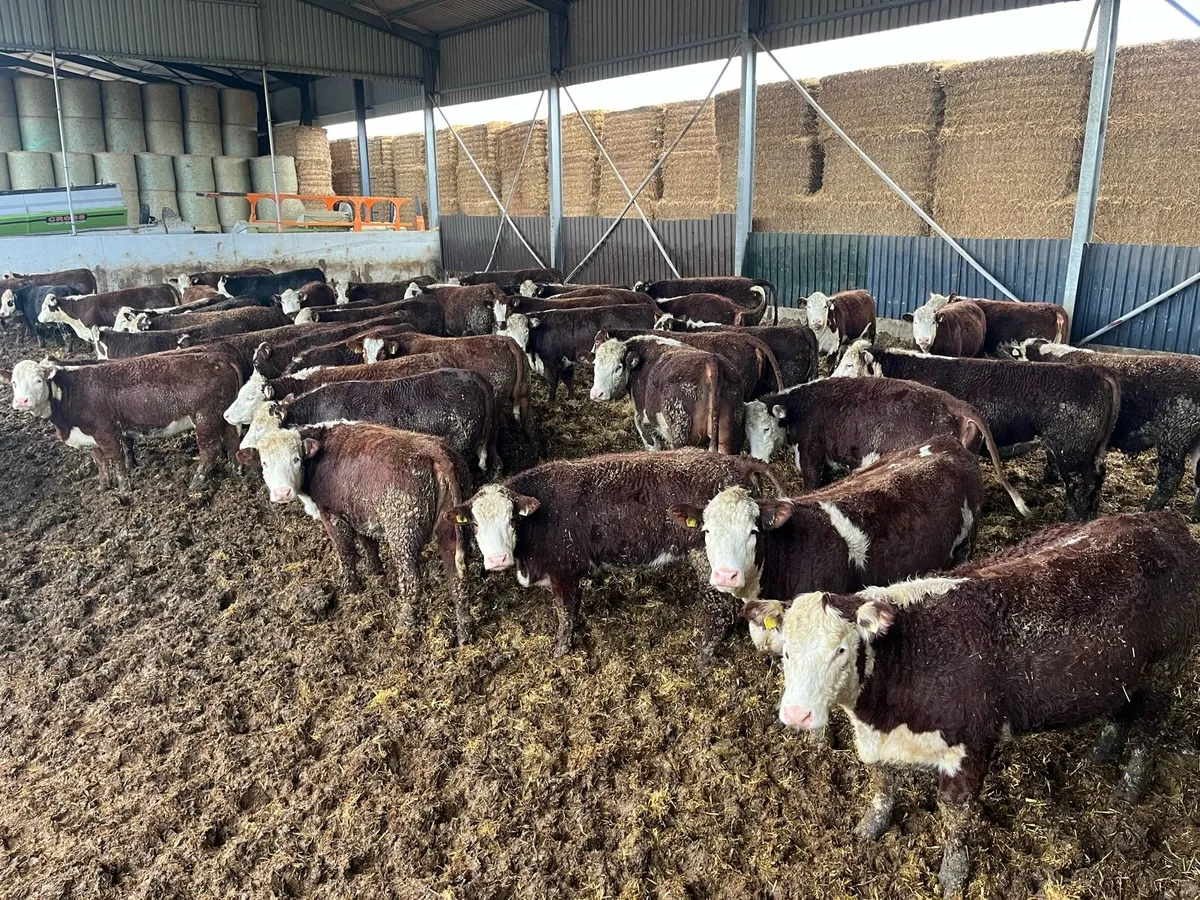 Kilcullen mart TB Restricted sale 52 cattle - Image 1