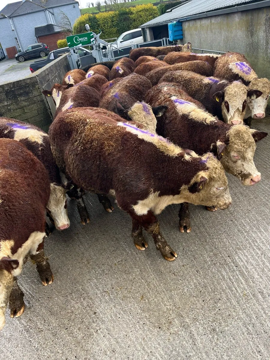 Kilcullen mart TB Restricted sale 52 cattle - Image 4