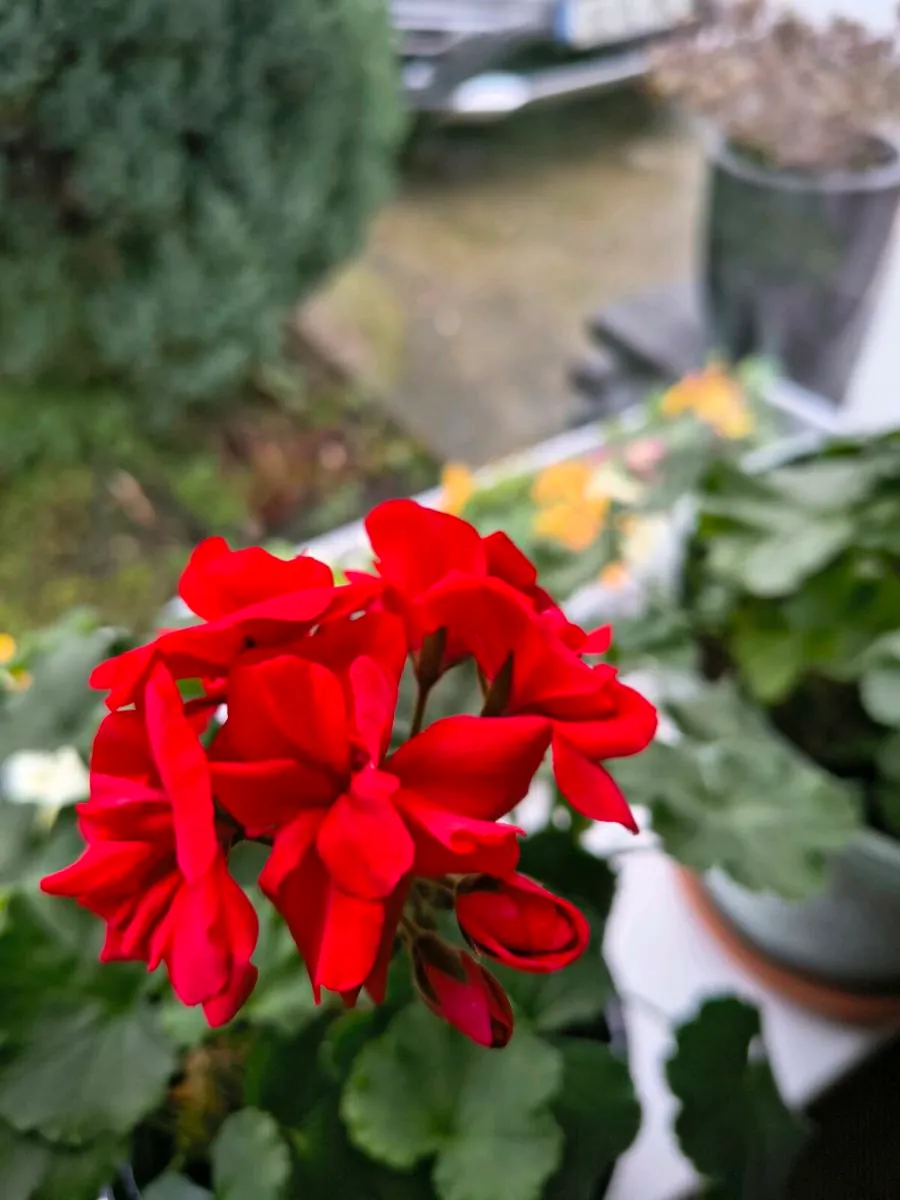 Two Red Geraniums - Image 1