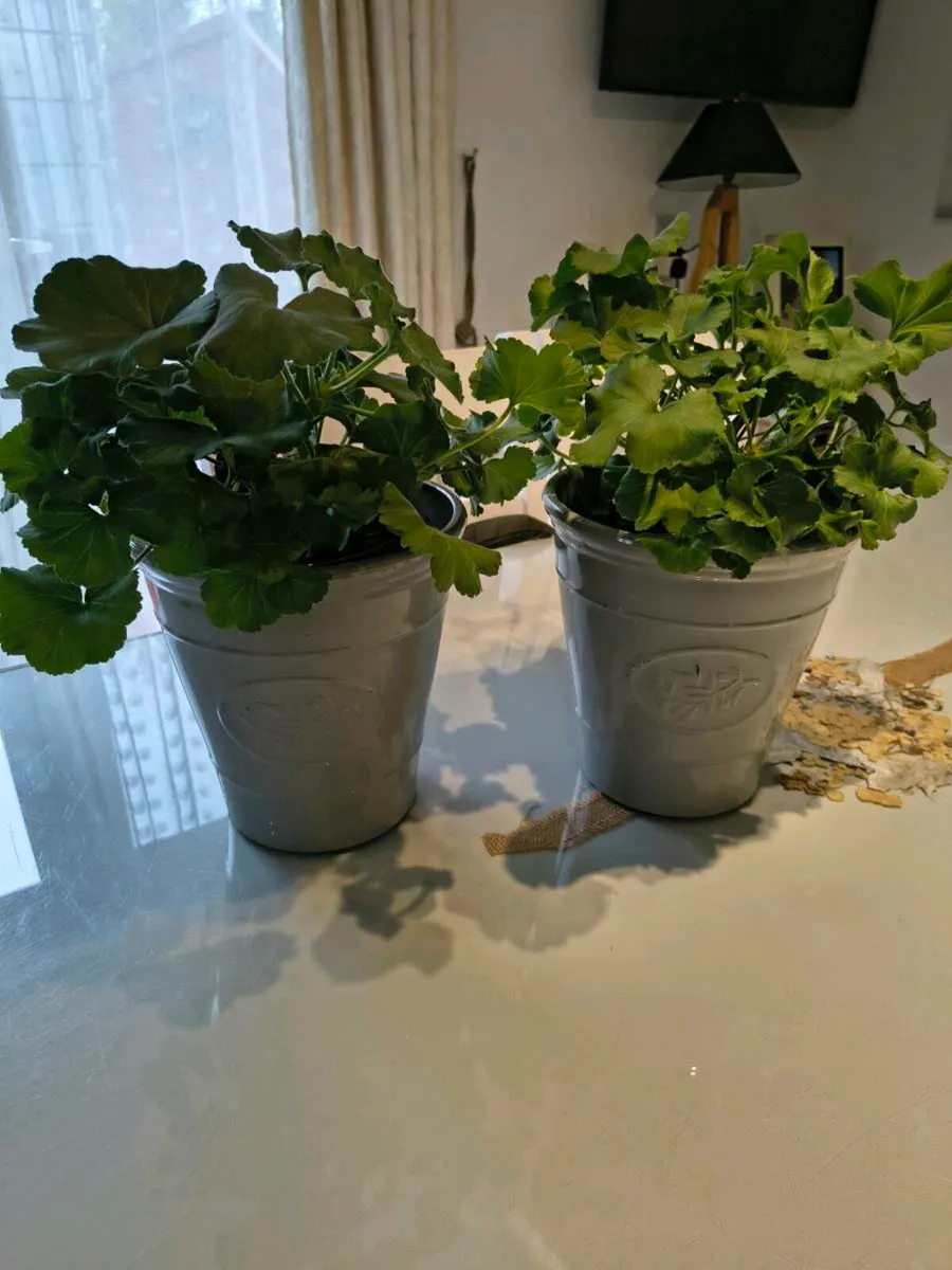 Two Red Geraniums - Image 2