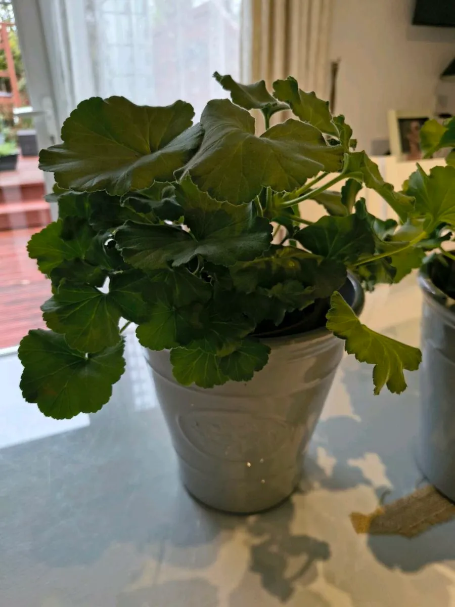 Two Red Geraniums - Image 3