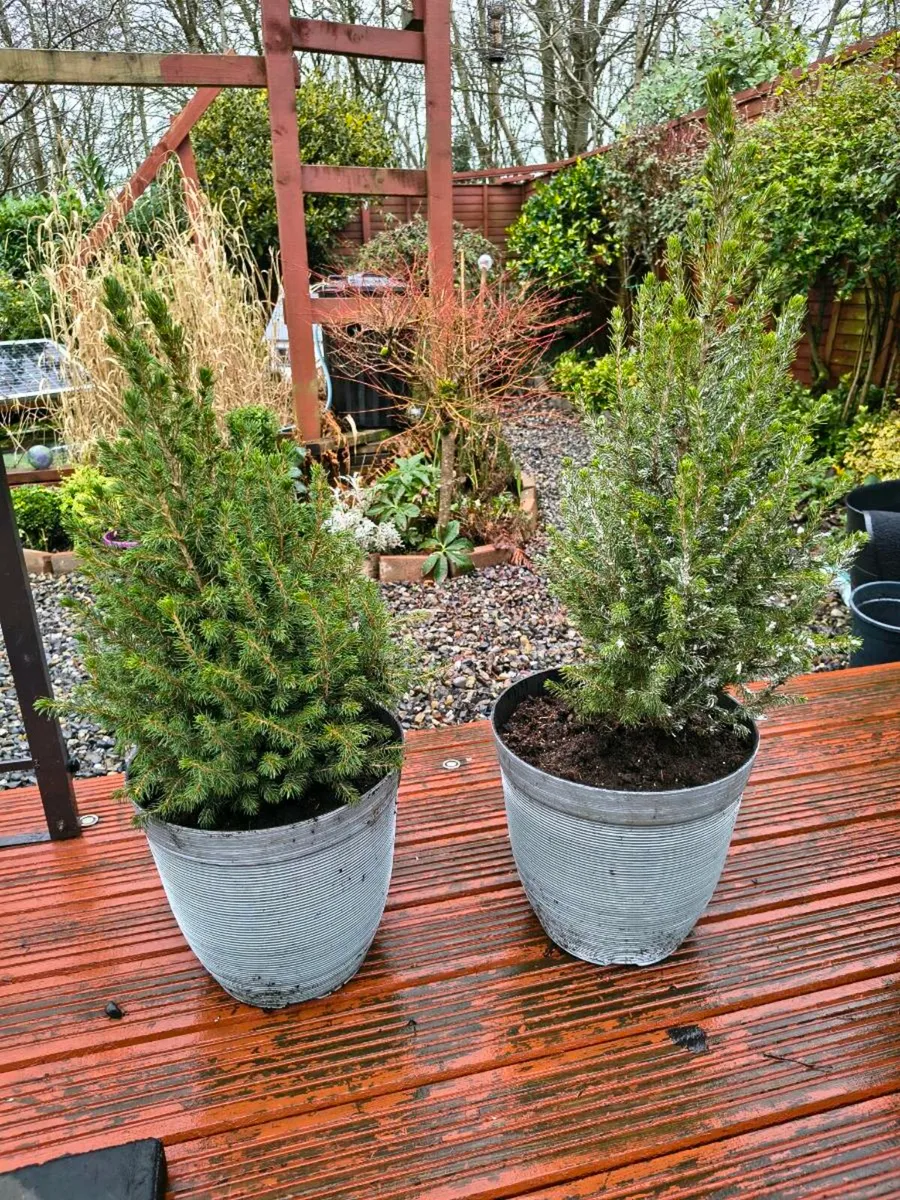 Two evergreen trees - Image 1