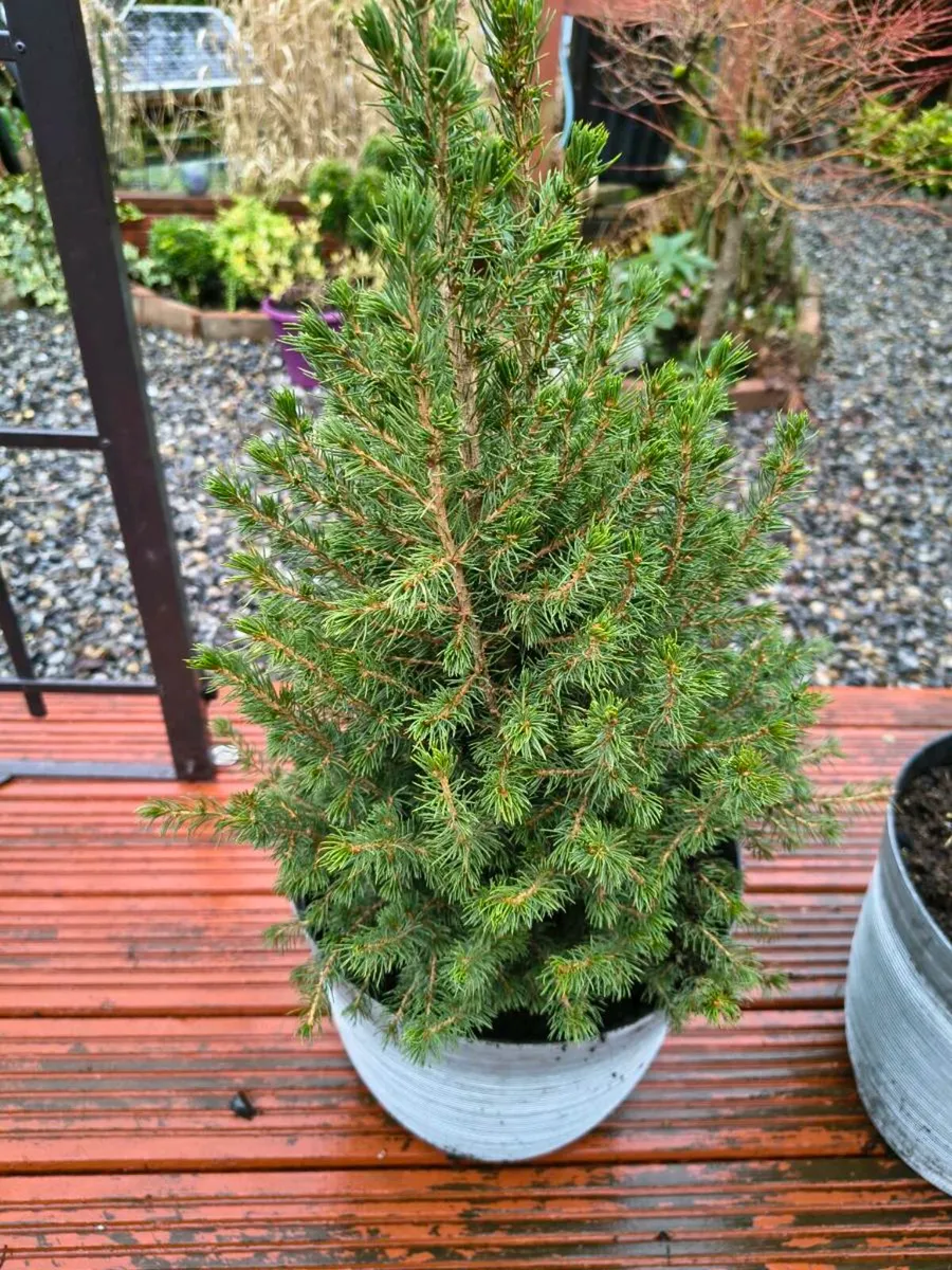 Two evergreen trees - Image 2