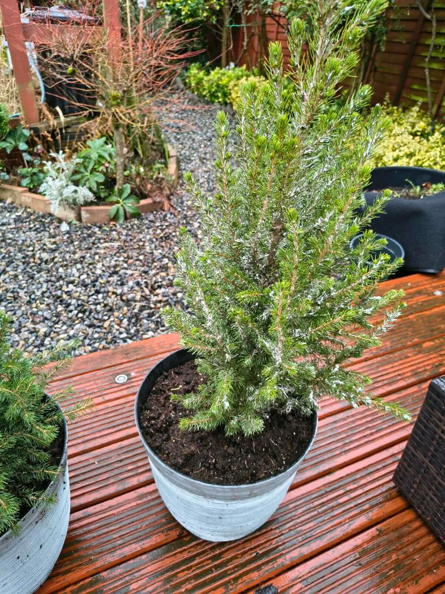 Two evergreen trees - Image 3