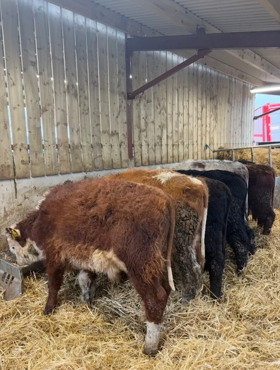 7 lovely 220kg bull Weanlings for sale - Image 1