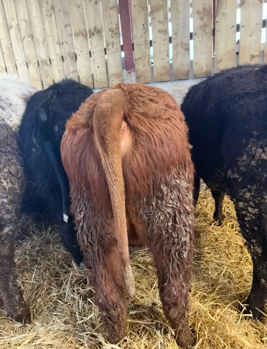 7 lovely 220kg bull Weanlings for sale - Image 2