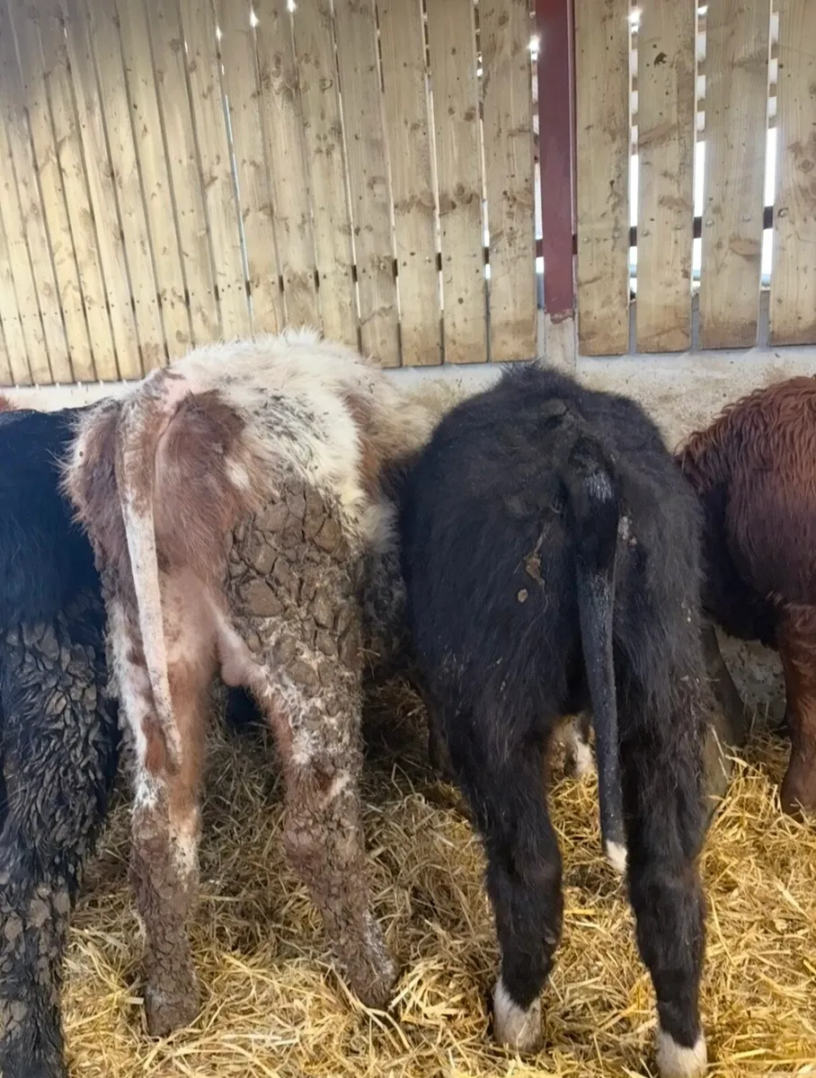 7 lovely 220kg bull Weanlings for sale - Image 3