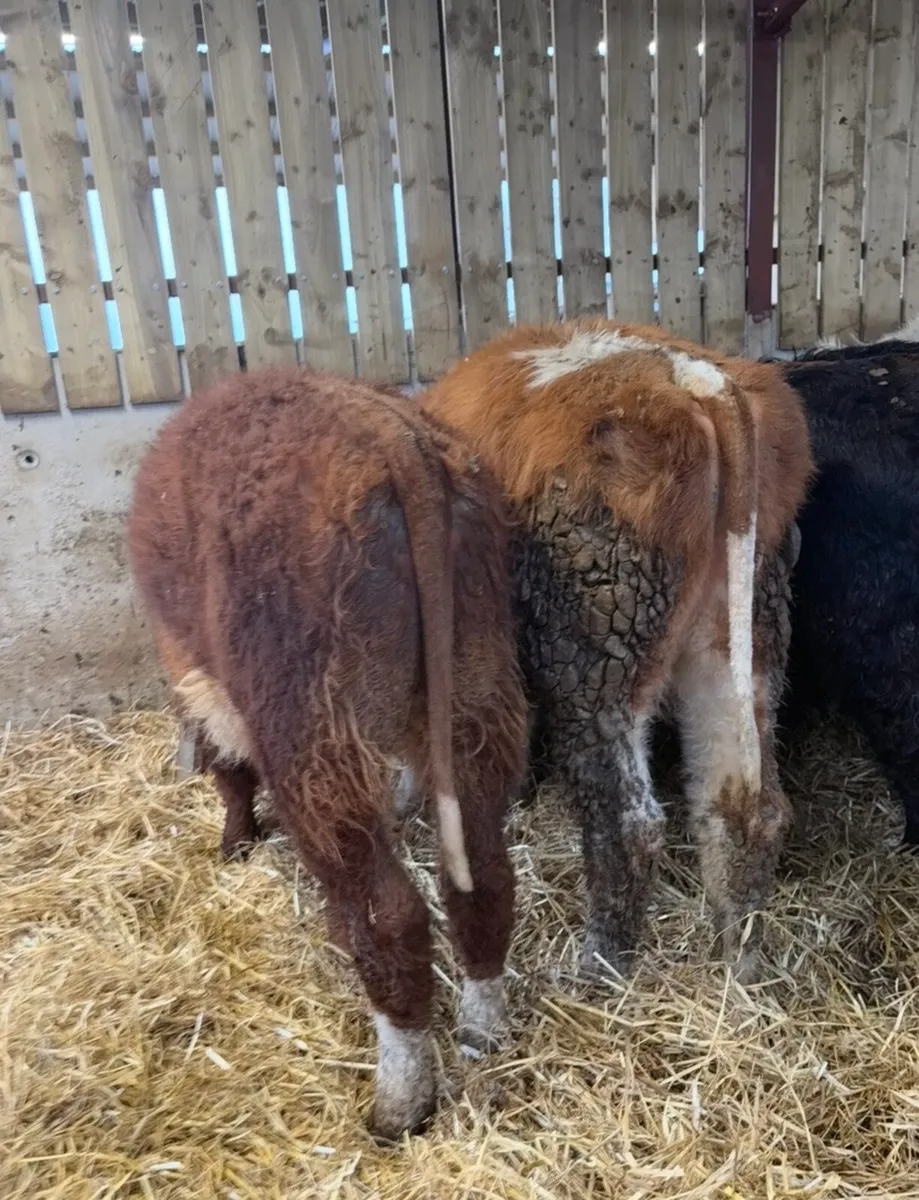 7 lovely 220kg bull Weanlings for sale - Image 4