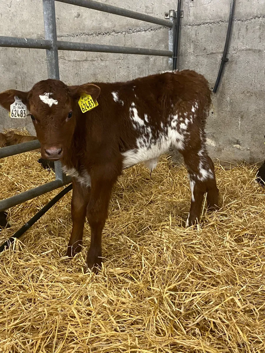 Roan Heifer Calves - Image 2