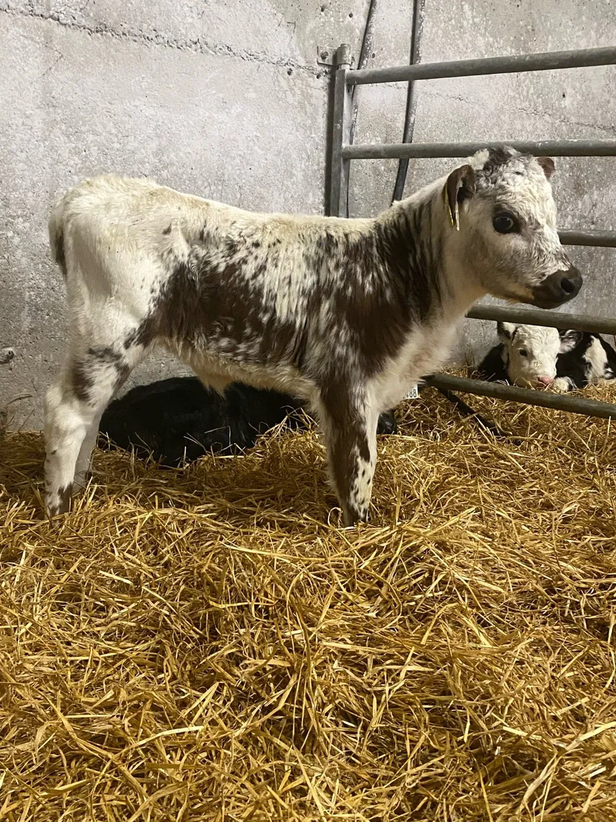 Roan Heifer Calves - Image 3