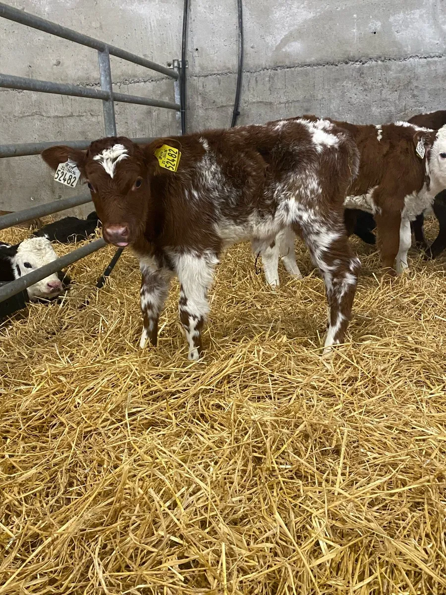 Roan Heifer Calves - Image 1