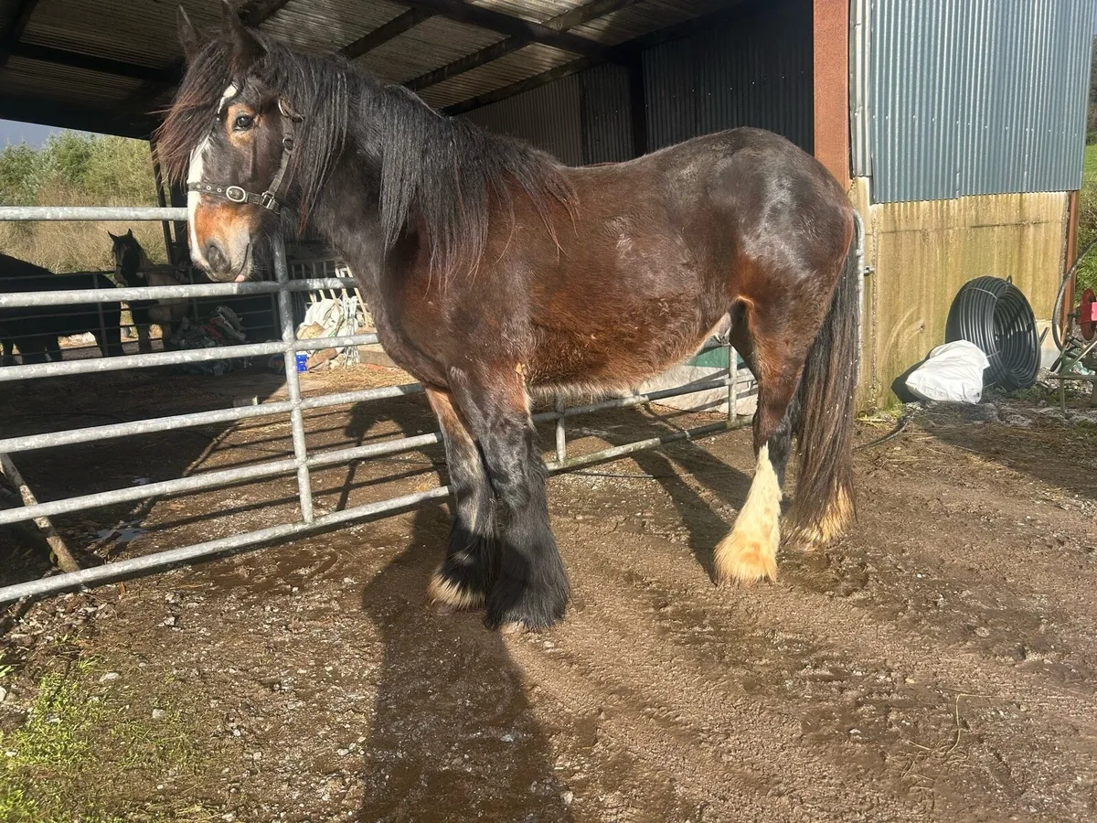 Full horse - Image 2