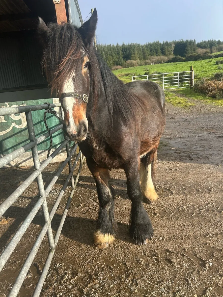 Full horse - Image 3