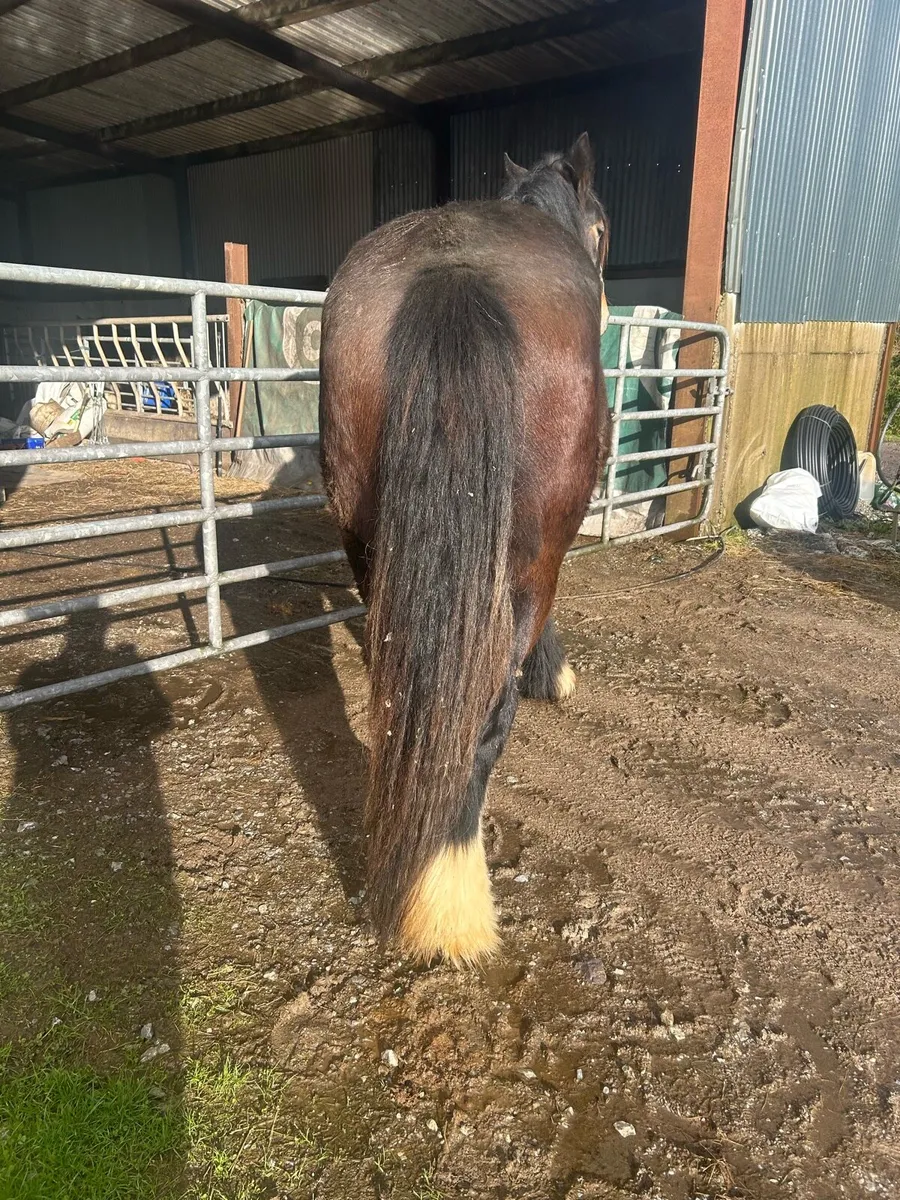 Full horse - Image 4