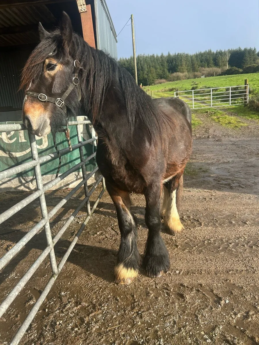 Full horse - Image 1