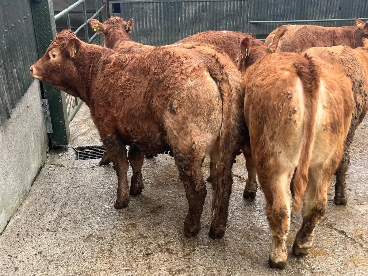 12 u grade 360 kg red limosin heifers - Image 1