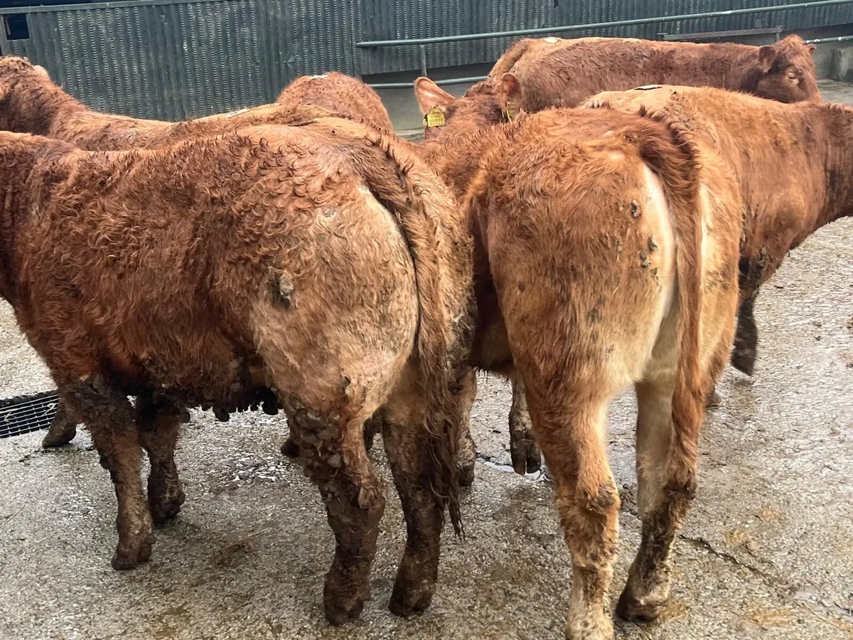 12 u grade 360 kg red limosin heifers - Image 2