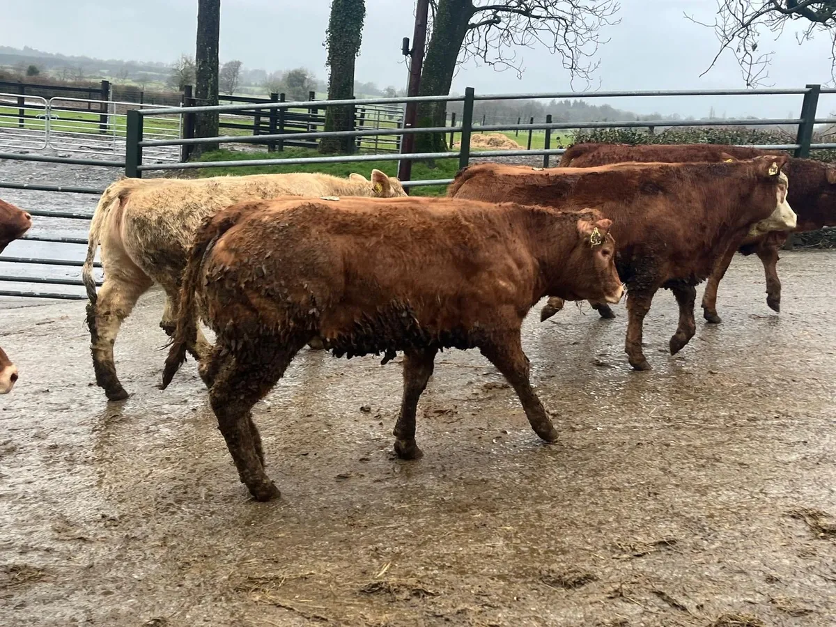 12 u grade 360 kg red limosin heifers - Image 3