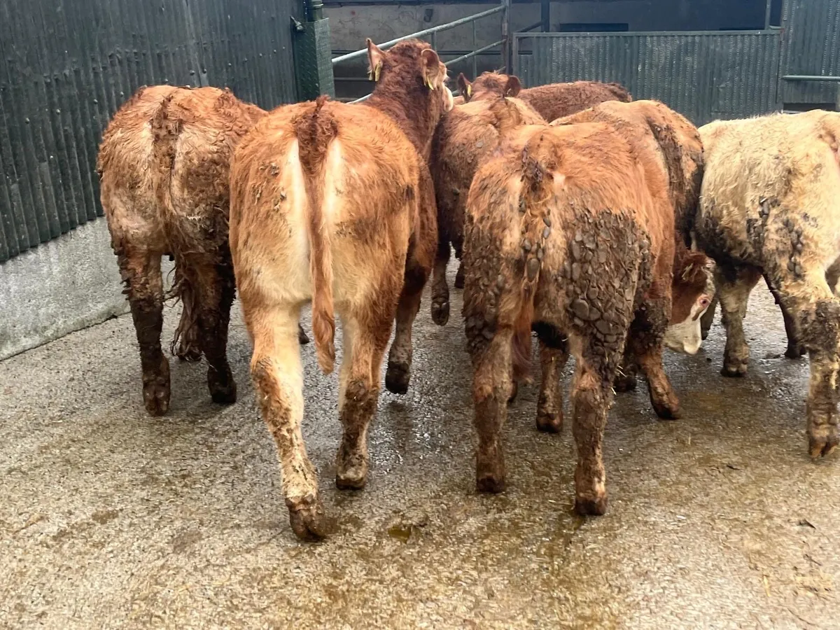 12 u grade 360 kg red limosin heifers - Image 4