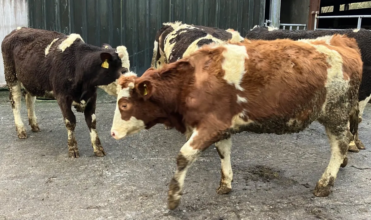 In-calf Heifers - Image 2