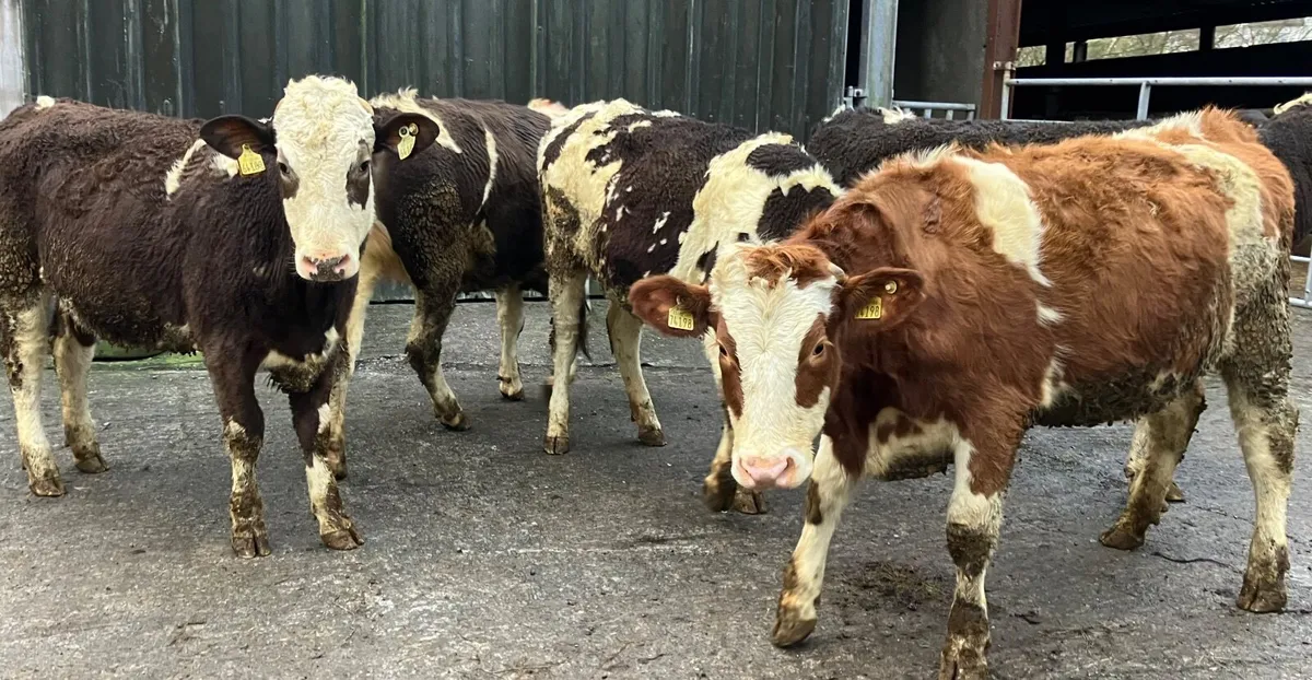 In-calf Heifers - Image 4