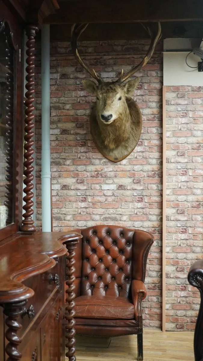 French Stag Trophy Mount - Image 1