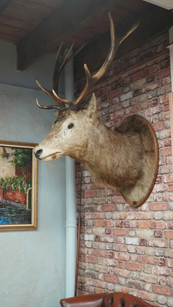 French Stag Trophy Mount - Image 3
