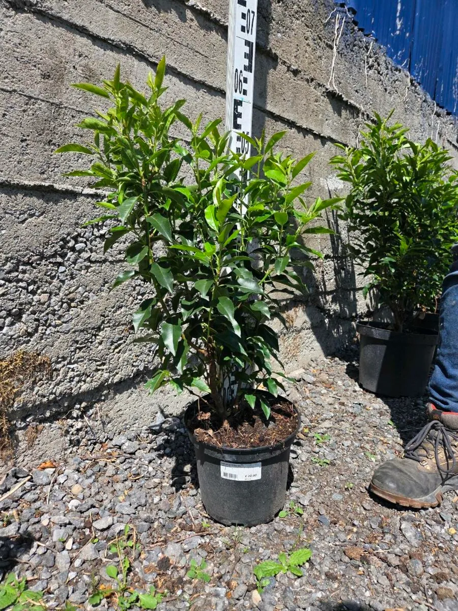 Portuguese Laurel Hedging 3ltr pots 40-60cm - Image 3