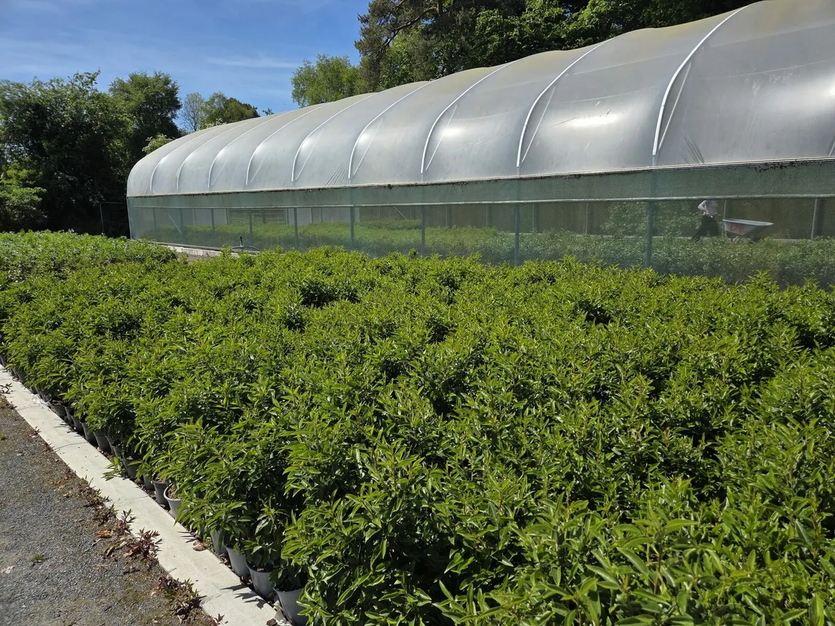 Portuguese Laurel Hedging 3ltr pots 40-60cm - Image 2
