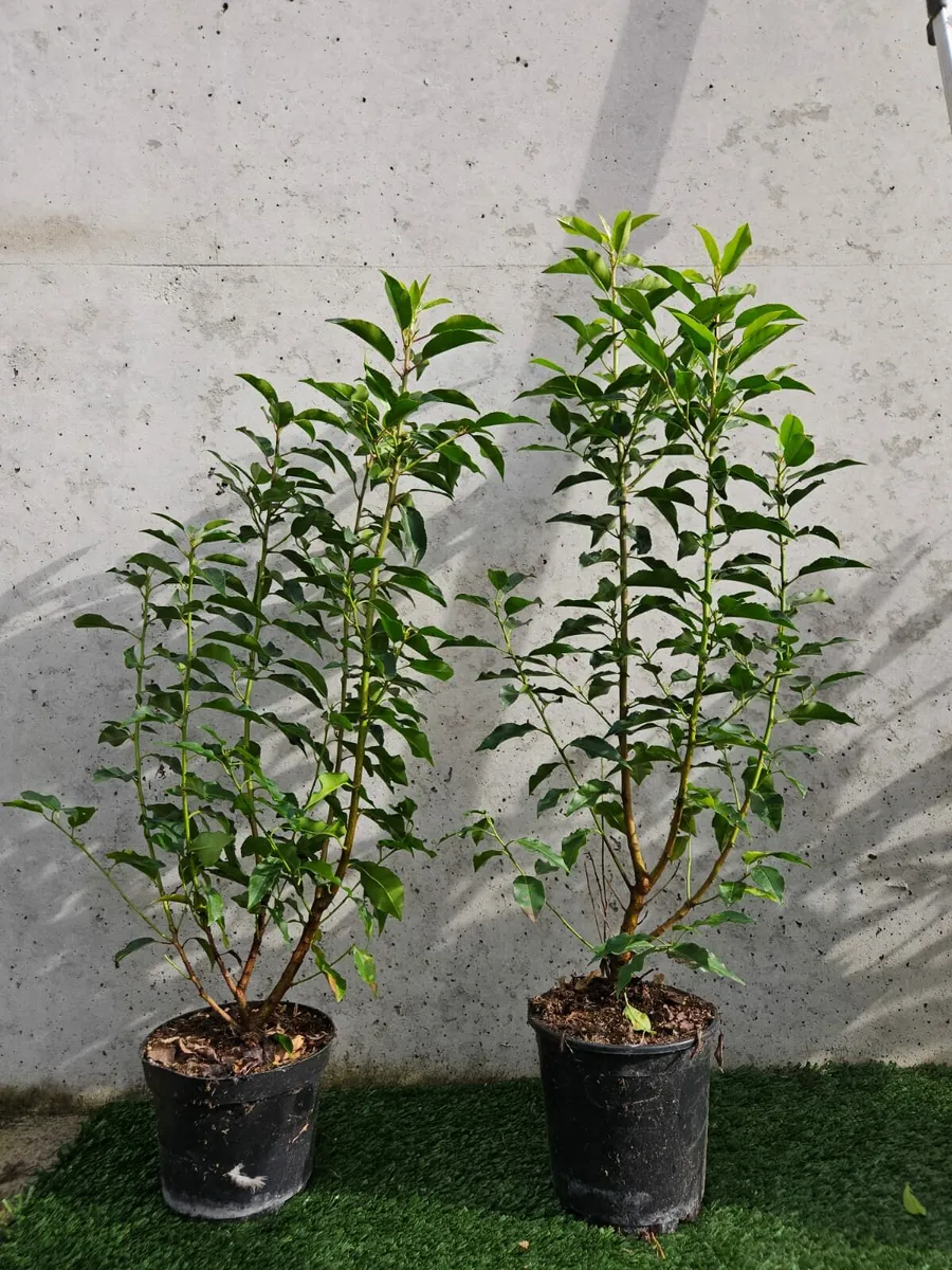 Portuguese Laurel Hedging 3ltr pots 40-60cm - Image 3
