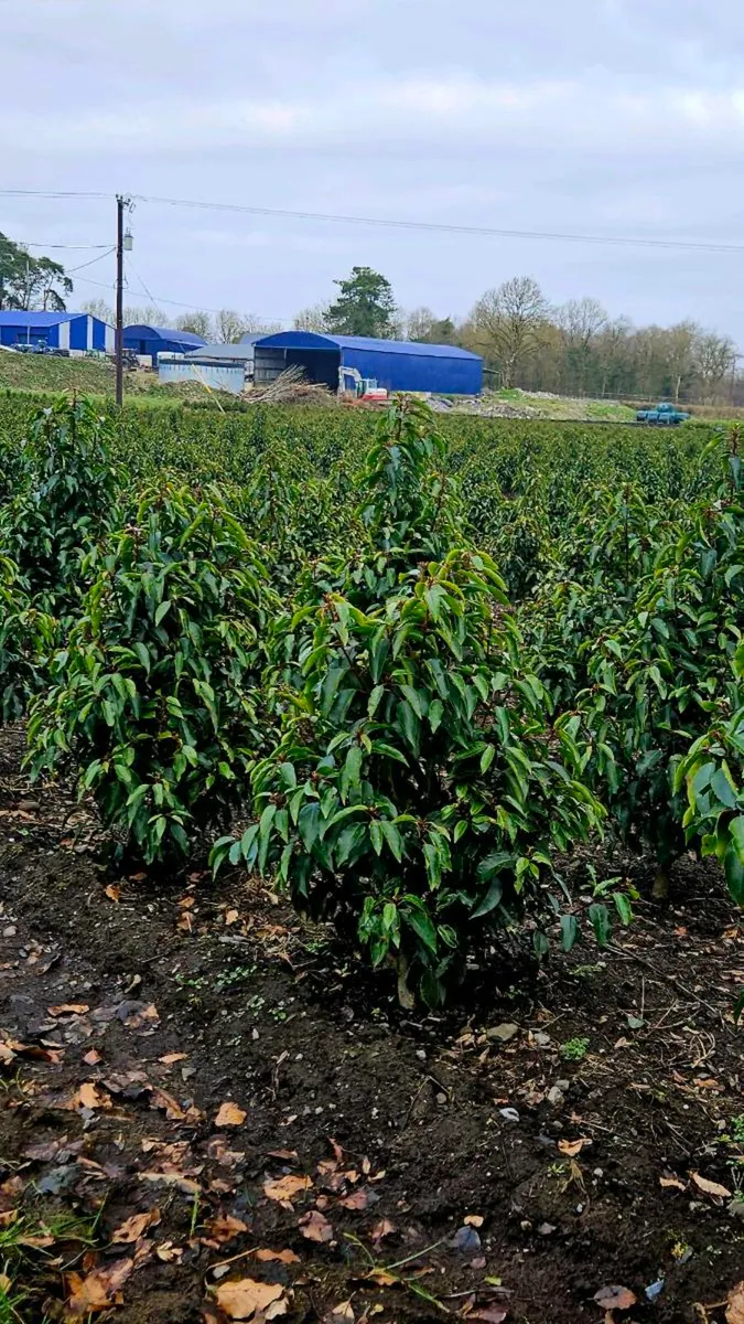 Portuguese Laurel Hedging 3ltr pots 40-60cm - Image 4
