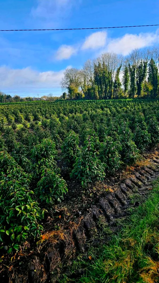 Portuguese Laurel Hedging 3ltr pots 40-60cm - Image 4