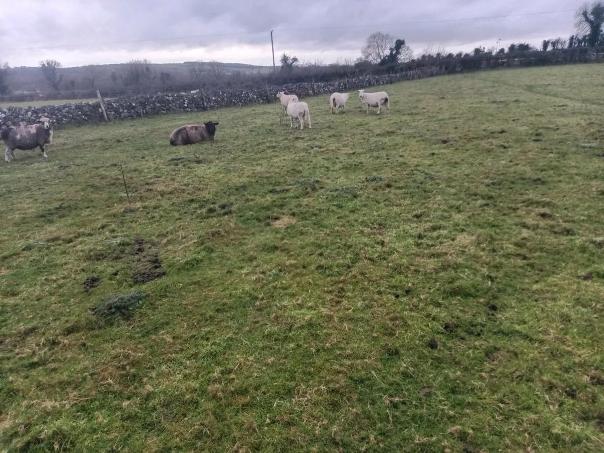 Organic in lamb ewes - Image 1