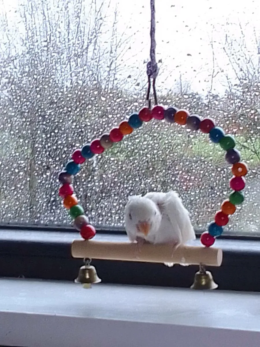 Hand reared lovebirds 🐣 - Image 1