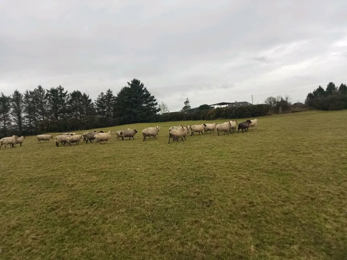 Organic in lamb ewes - Image 2