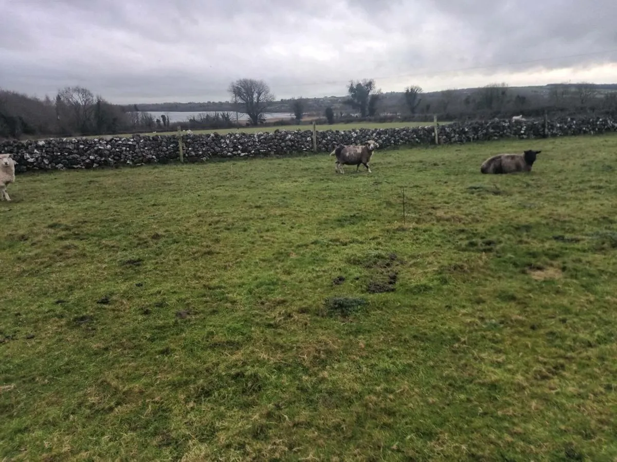 Organic in lamb ewes - Image 3