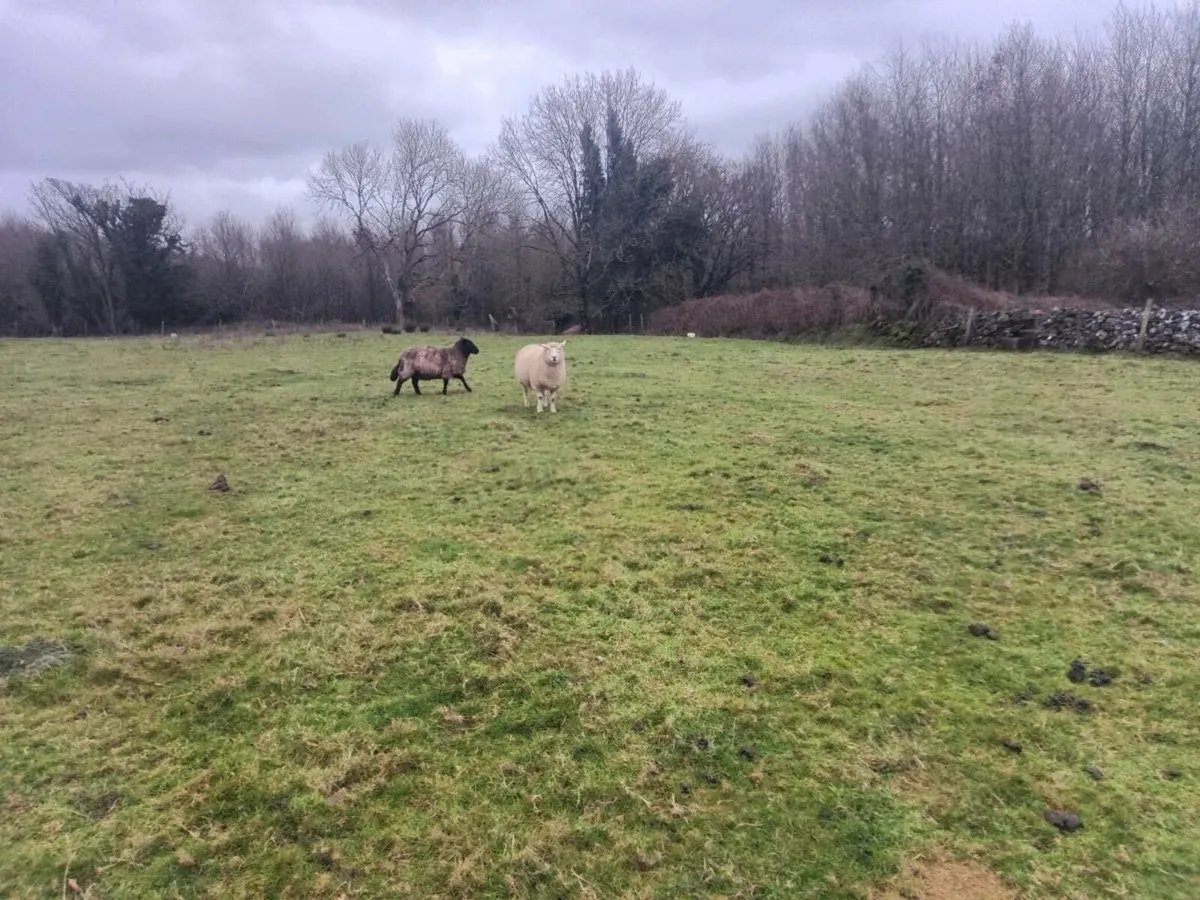 Organic in lamb ewes - Image 4